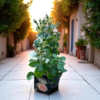 Rosa 'Cream Flower Circus'® - Trandafir floribunda parfumat