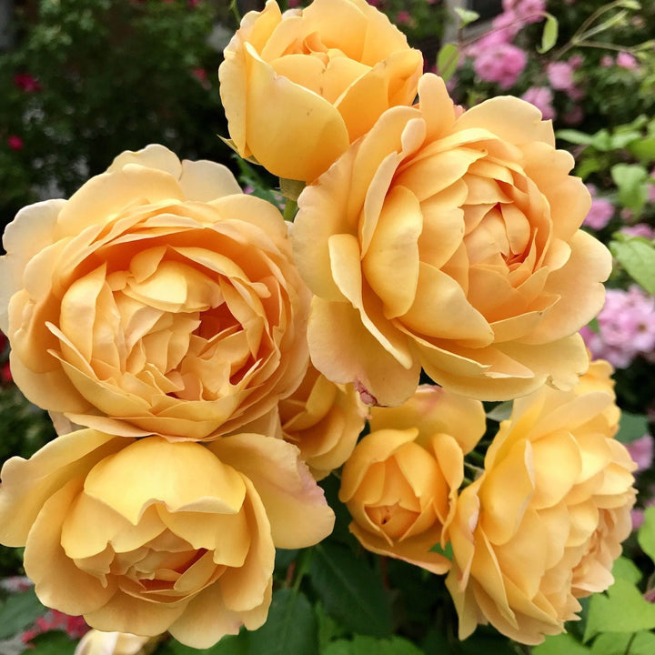 Rosa ‘Golden Celebration’® - Trandafir englezesc, David Austin