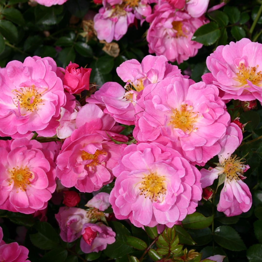 Rosa 'Magic Meidiland'® - Trandafir floribunda, flori parfumate