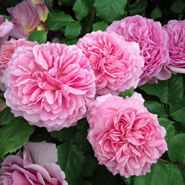 Rosa ‘Princess Alexandra of Kent’