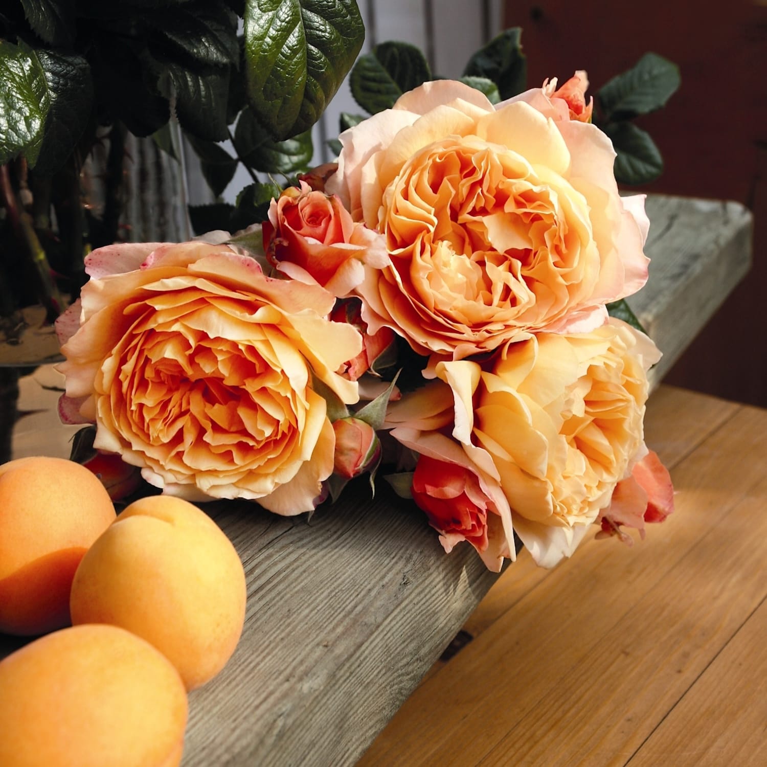 Rosa 'Capri'® - teahibrid puternic parfumat cu flori duble, nostalgie