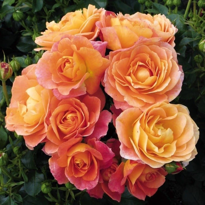 Rosa 'Bonfire'® - Trandafir floribunda, flori parfumate