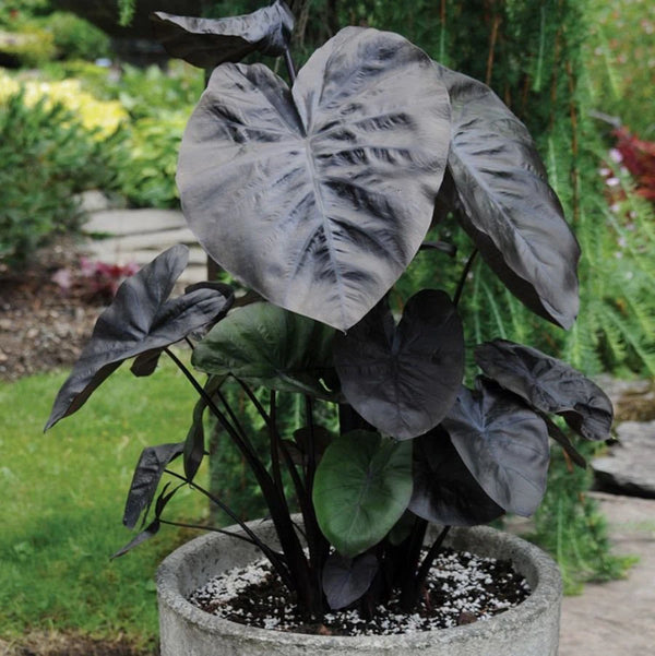 Colocasia esculenta Royal Hawaiian® 'Aloha' (2 plants/pot)