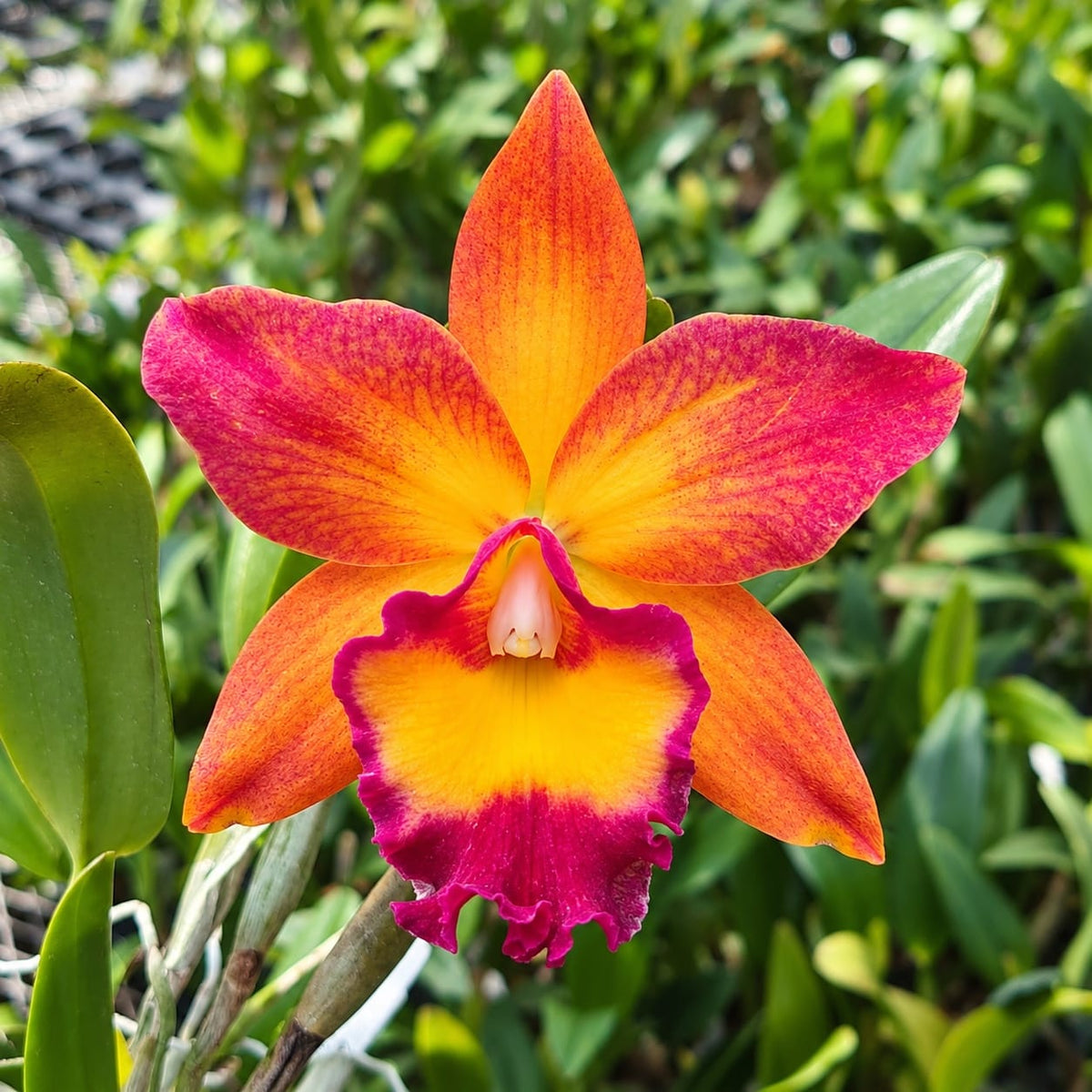 Rth. Chief Sweet Orange 'Sweet Orange' AM/AOS * parfumata