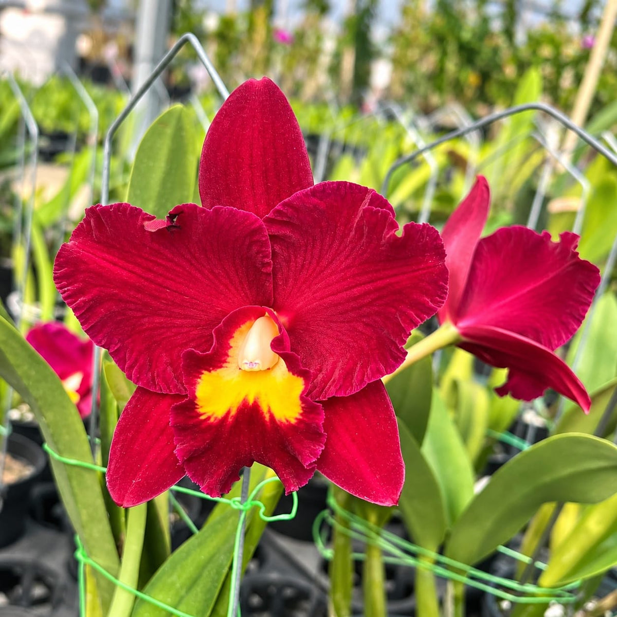 Rth. Shinfong Red Mudan - parfumat