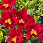 Rth. Shinfong Red Mudan - parfumat