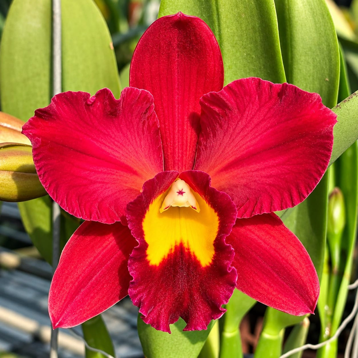 Rth. Smiley Kiss 'Wilson'