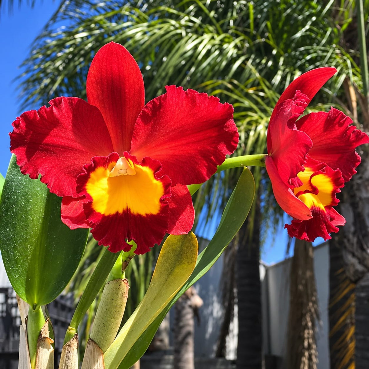 Rth. Smiley Kiss 'Wilson'