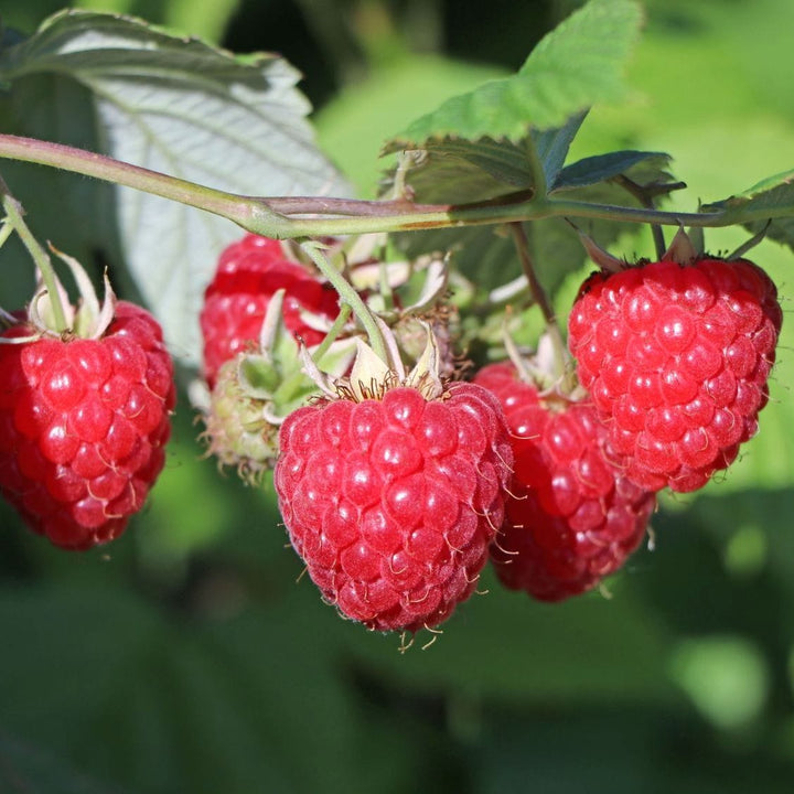 Rubus idealus 'Glen Ample'