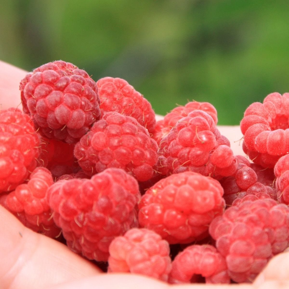 Zmeur - Rubus idaeus 'Ottawa'