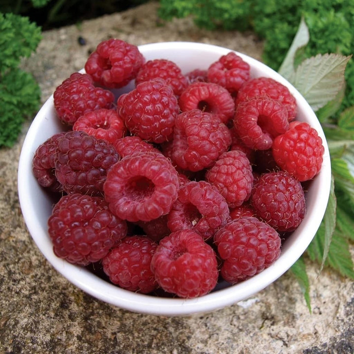 Rubus idaeus 'Willamette'