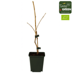 Framboisier noir - Rubus idaeus 'Black Jewel'