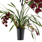 Cymbidium Ruby Turner 