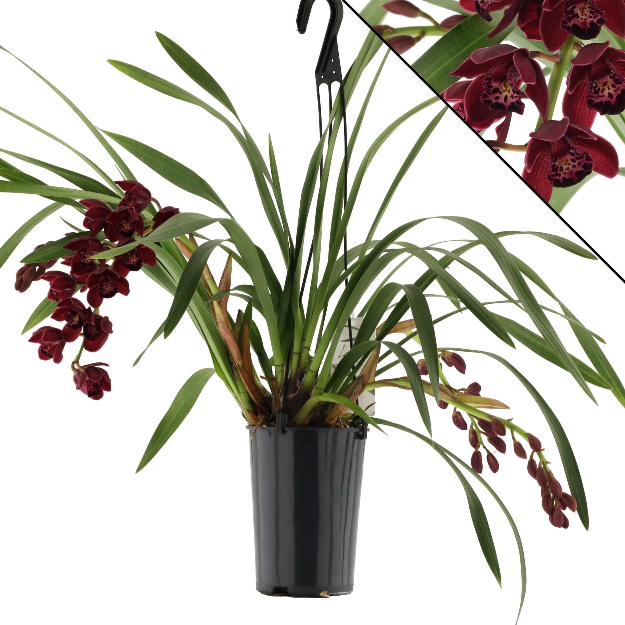 Cymbidium Ruby Turner 