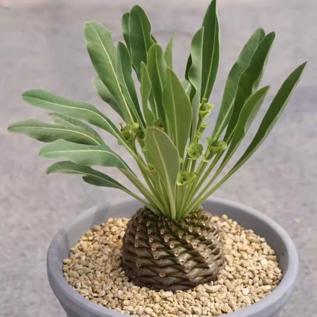 Euphorbia Bupleurifolia ‘Pine Cone Plant’ (caudex)