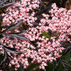 Sambucus nigra 'Black Lace'  – soc negru cu frunzis purpuriu si flori roz