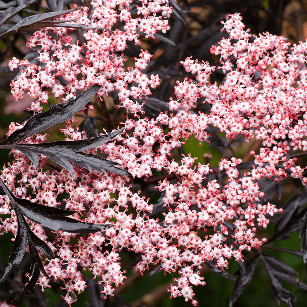 Sambucus nigra 'Black Lace'  – soc negru cu frunzis purpuriu si flori roz