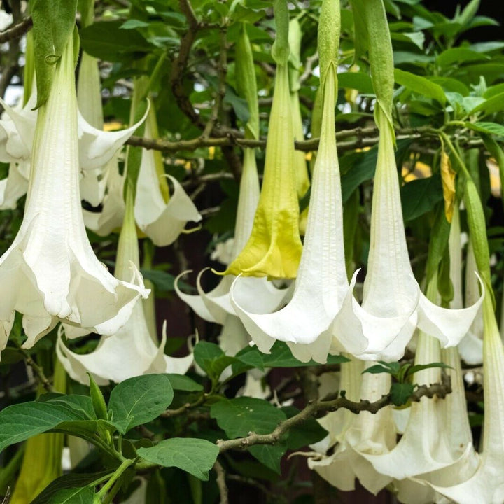 Trompeta ingerilor alba - Brugmansia arborea