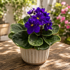 Saintpaulia Texas – African violet with curled flowers