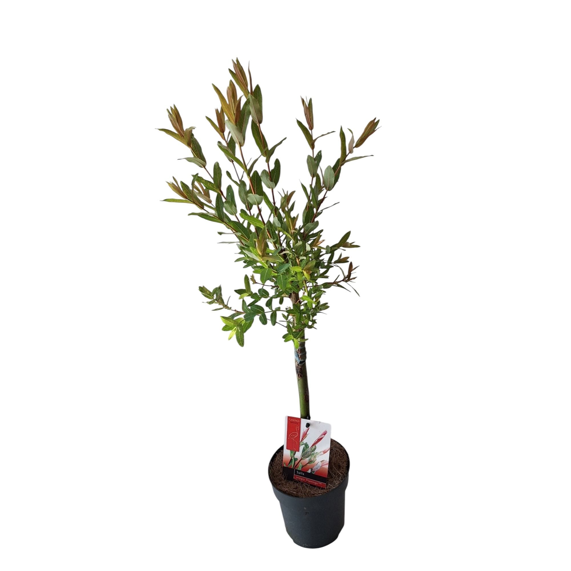 Salix integra 'Hakuro Nishiki' ('Flamingo') - salcie cu frunze variegate