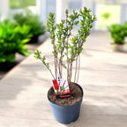 Salix integra 'Hakuro Nishiki' ('Flamingo')