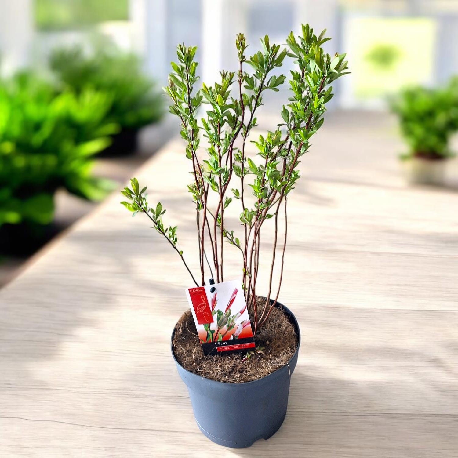 Salix integra 'Hakuro Nishiki' ('Flamingo')