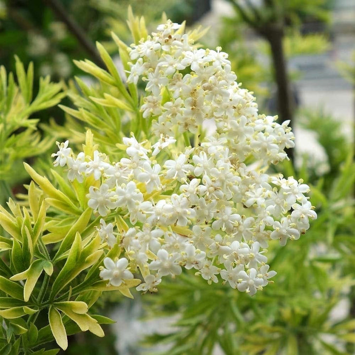 Sambucus nigra 'Golden Tower'