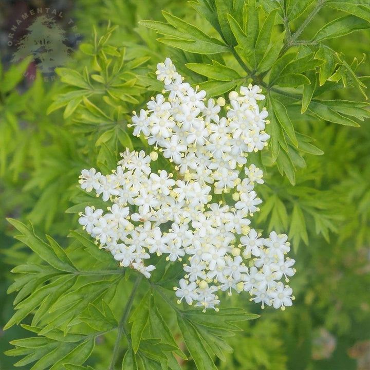 Sambucus nigra 'Golden Tower'