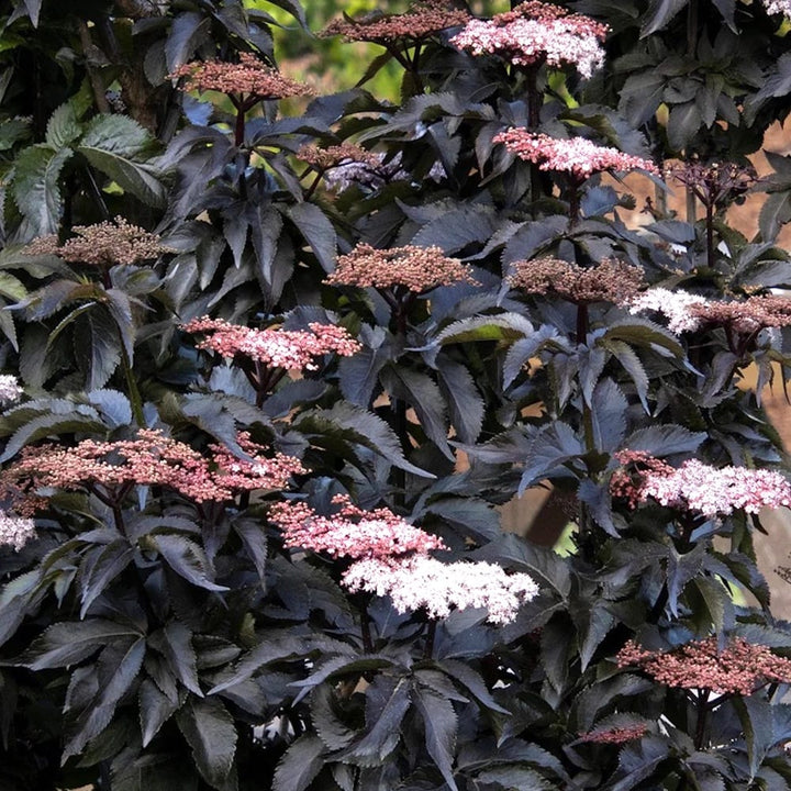 Soc negru - Sambucus nigra 'Black Tower' ('Eiffel 1')