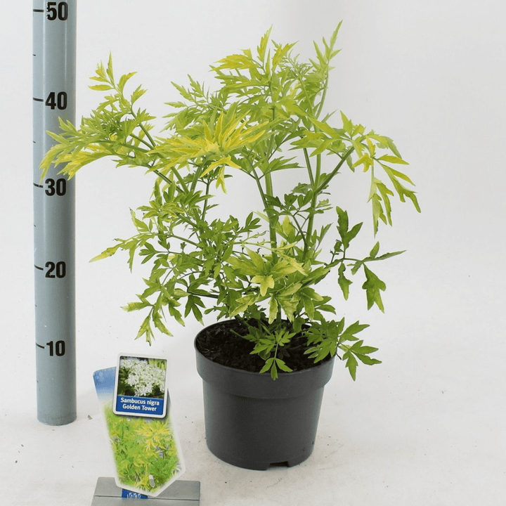 Sambucus nigra 'Golden Tower'