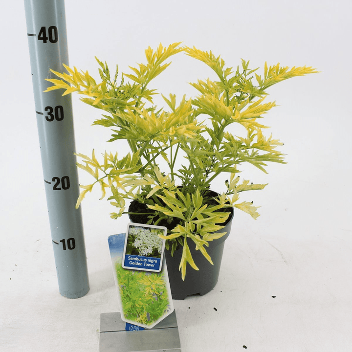 Sambucus nigra 'Golden Tower'