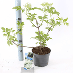 Produktivni crni bazga - Sambucus nigra 'Haschberg' D17