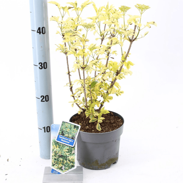 Soc variegat - Sambucus nigra 'Madonna'