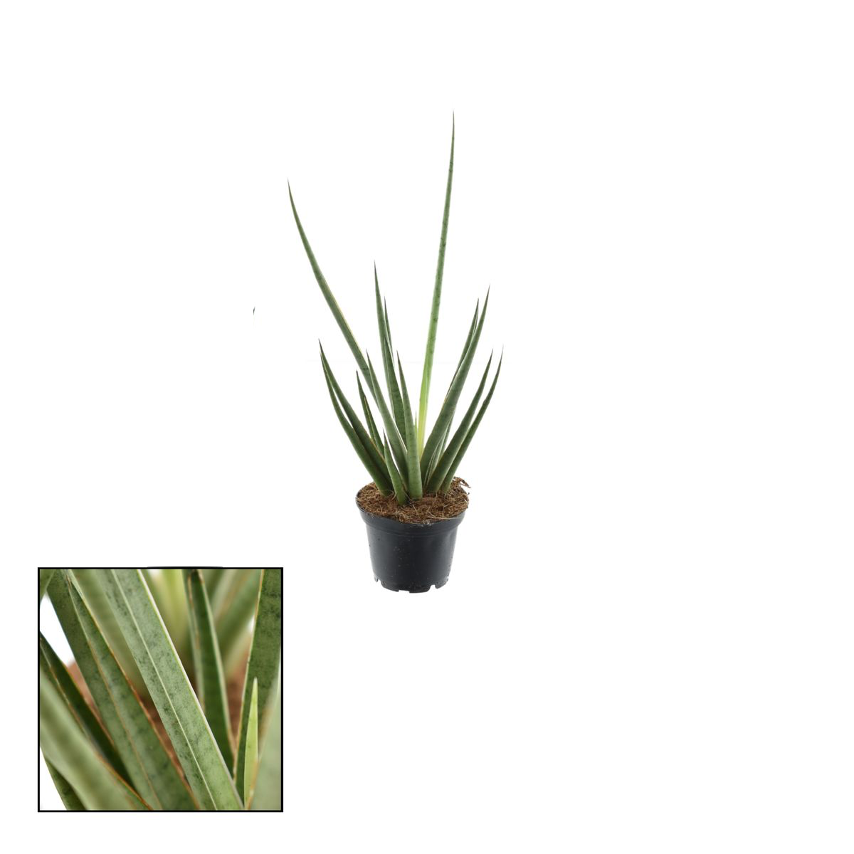 Sansevieria cylindrica 'Medusa' D7