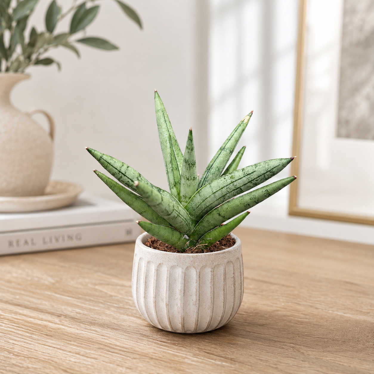 Sansevieria „Silver Crown“ – kompaktní sansevieria se stříbřitě zelenými listy