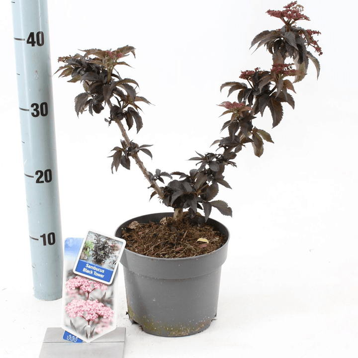 Soc negru - Sambucus nigra 'Black Tower' ('Eiffel 1')