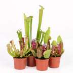 Sarracenia mix - Pitcher Plant