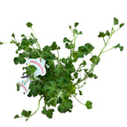 Muscate parfumate antitantari - Scented Geranium (parfum de lamaie)