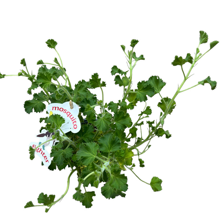 Muscate parfumate antitantari - Scented Geranium (parfum de lamaie)