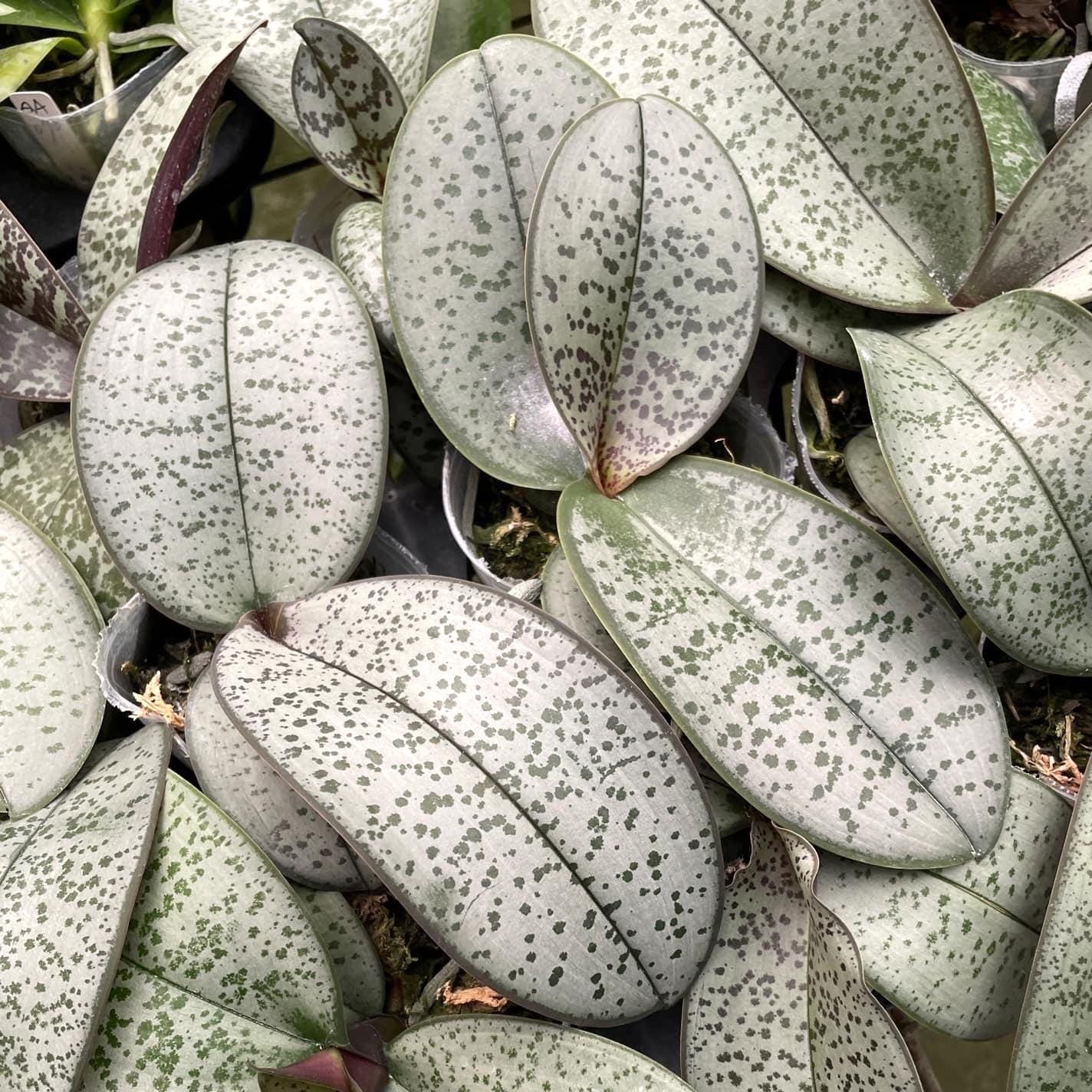 Phalaenopsis schilleriana (silver leaves)