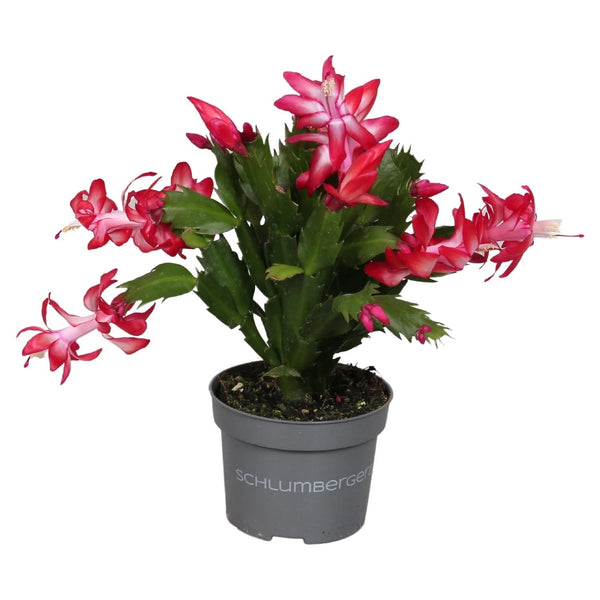 Schlumbergera Zaraika 2 Seiten