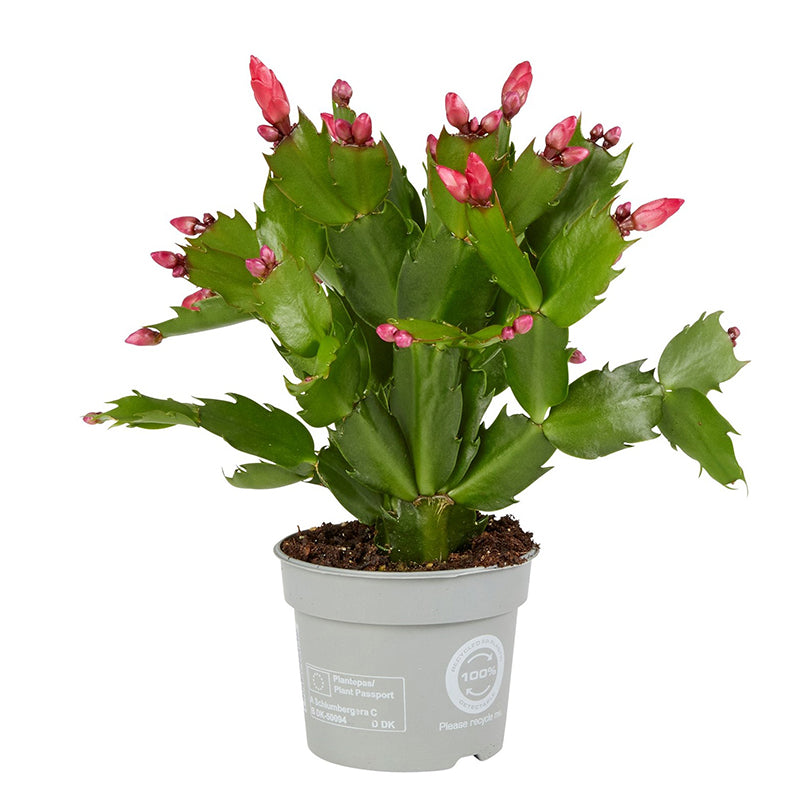 Schlumbergera ‘Danica Red’ (Joulutähti) 2pp