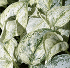 Scindapsus 'Peasun' – erittäin kirjava kuviointi