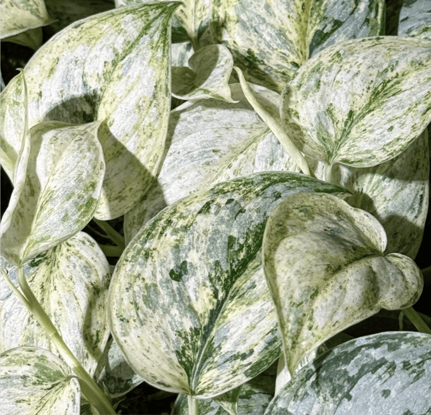 Scindapsus 'Peasun' – erittäin kirjava kuviointi