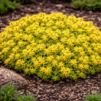 Sedum acre ‘Yellow Queen’ (iarba grasa aurie) - covor galben spectaculos