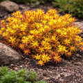 Sedum reflexum ‘Angelina’ – covor auriu spectaculos