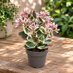 Sedum telephium ‘La Vie en Rose’ - rozchodnik pierzasty odmiana pstra