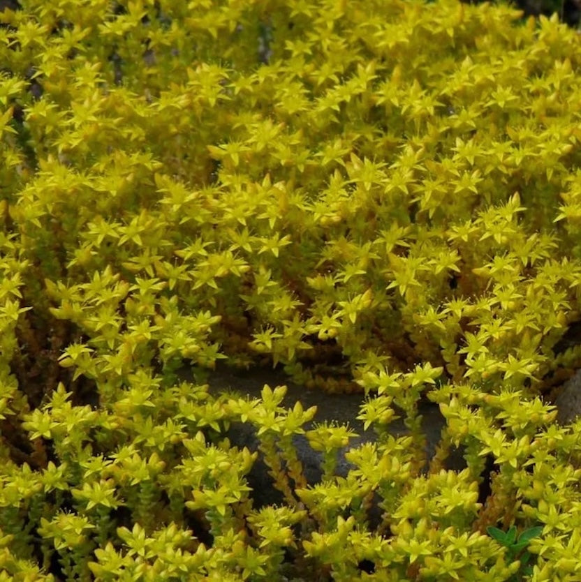 Sedum acre ‘Yellow Queen’ (iarba grasa aurie) - covor galben spectaculos