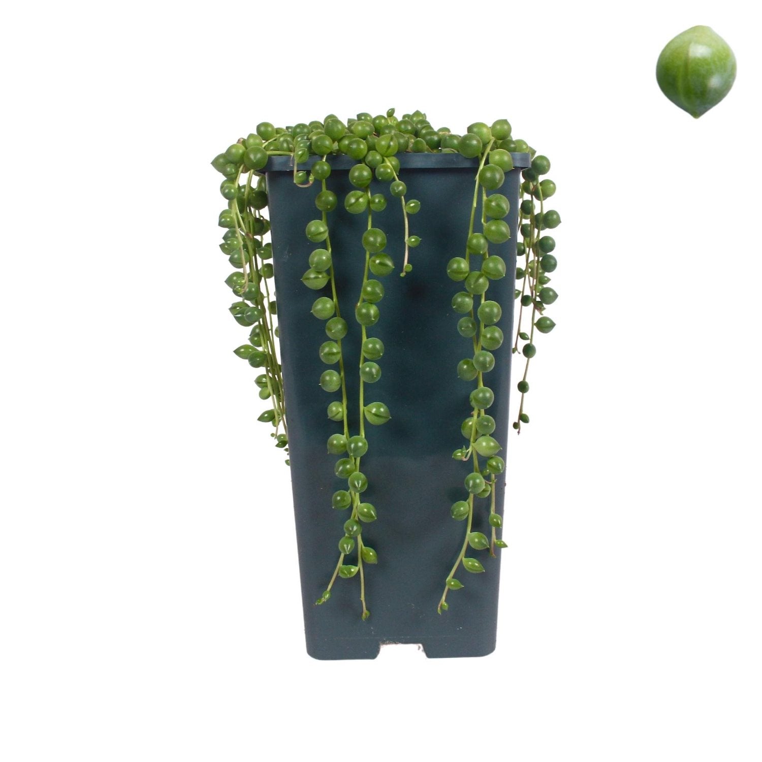 Senecio rowleyanus (sirag de perle) D14