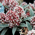 Skimmia Japonica 'Mystic Marlot' - frunze variegate, flori parfumate (liliac japonez)